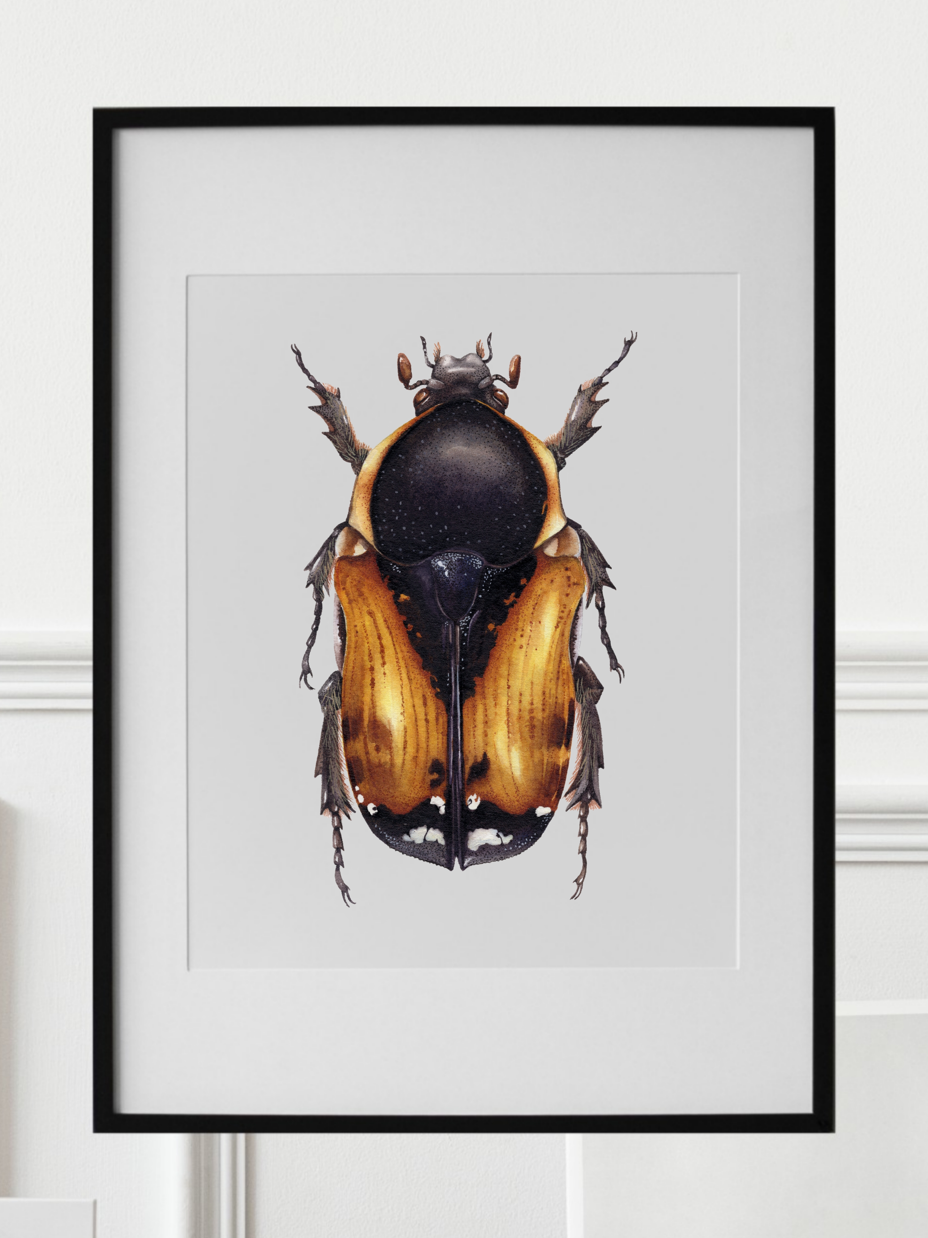 POLYBAPHES AEQUINOCTIALIS